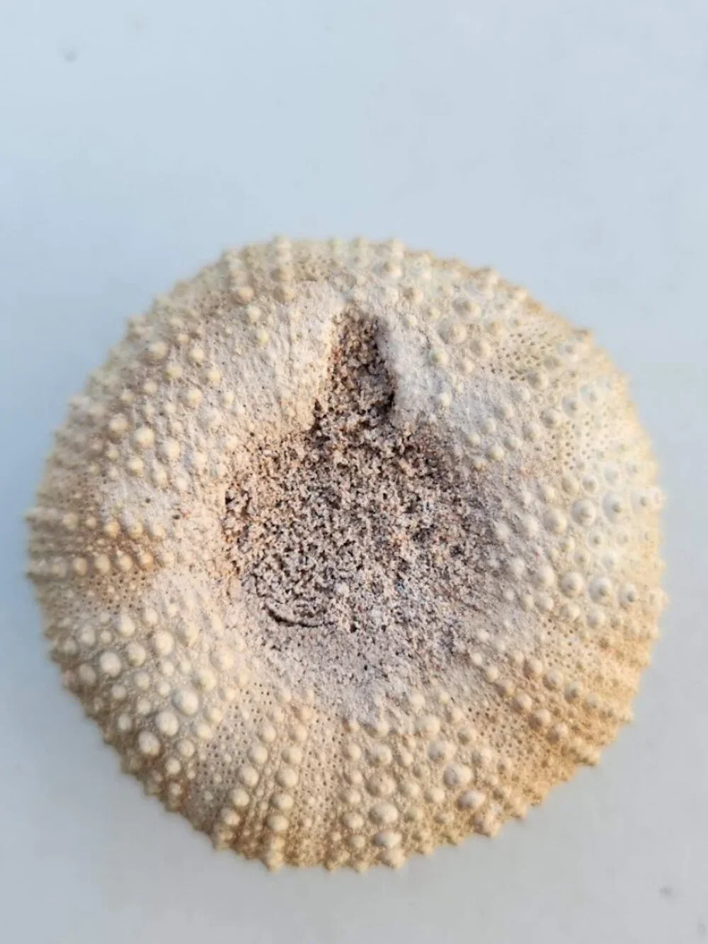 Whole Sea Urchin Fossil Shell Gems and Minerals Rocks Fossils Decor Nautical Nic